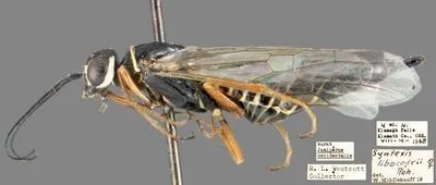 Incense-cedar wood wasp - photo 3