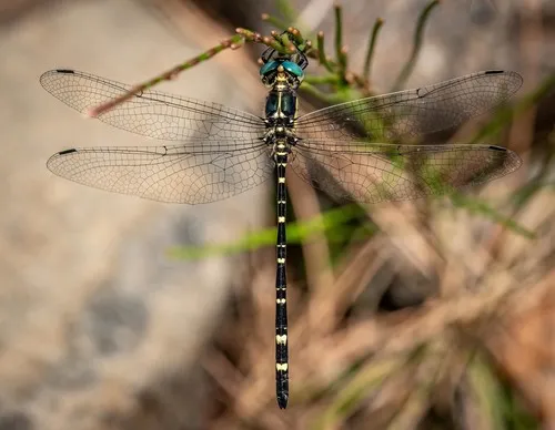 Tigertails - Synthemistidae