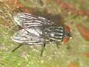 Synthesiomyia nudiseta - photo 2