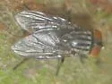 Synthesiomyia nudiseta - photo 3