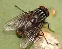 Synthesiomyia nudiseta - photo 4