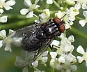 Synthesiomyia nudiseta - photo 5
