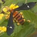 Yellow-banded Wasp Moth - Hodges#8282 - Syntomeida ipomoeae