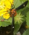 Yellow-banded Wasp Moth - Hodges#8282 - photo 2