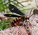 Yellow-banded Wasp Moth - Hodges#8282 - photo 3