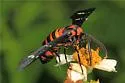 Yellow-banded Wasp Moth - Hodges#8282 - photo 4
