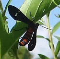 Yellow-banded Wasp Moth - Hodges#8282 - photo 5