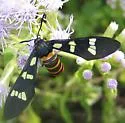Black-banded Wasp Moth - Hodges#8283