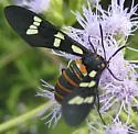 Black-banded Wasp Moth - Hodges#8283 - photo 2