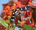 Black-banded Wasp Moth - Hodges#8283 - photo 3