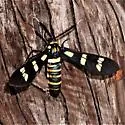 Black-banded Wasp Moth - Hodges#8283 - photo 4