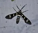 Black-banded Wasp Moth - Hodges#8283 - photo 5