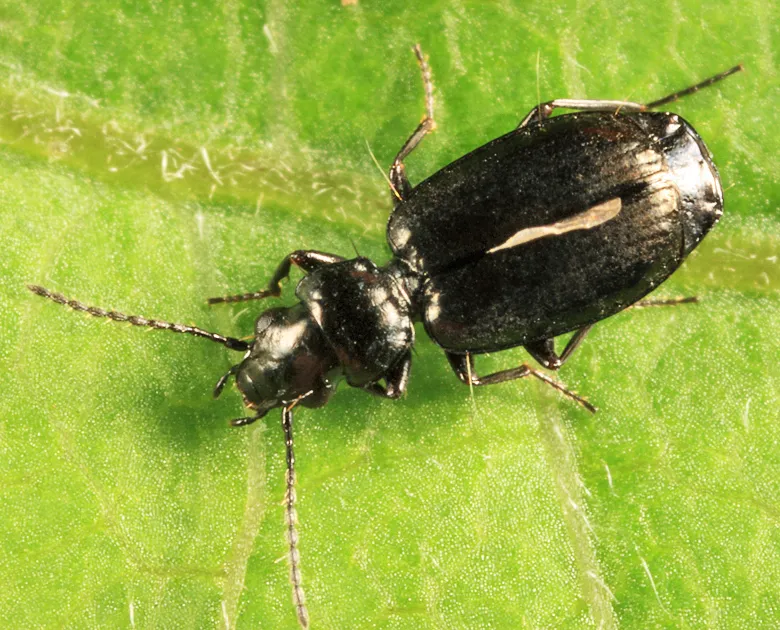 Syntomus americanus - photo 2