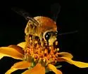 Syntrichalonia exquisita