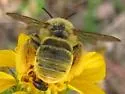 Syntrichalonia exquisita - photo 2
