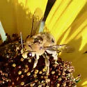 Syntrichalonia exquisita - photo 3