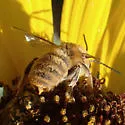 Syntrichalonia exquisita - photo 4
