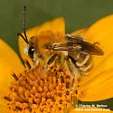 Syntrichalonia exquisita - photo 5