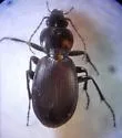 Synuchus dubius - Synuchus dubius