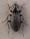 Synuchus dubius - photo 4