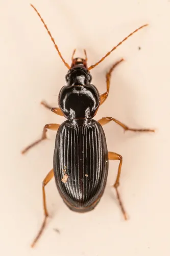 Synuchus impunctatus