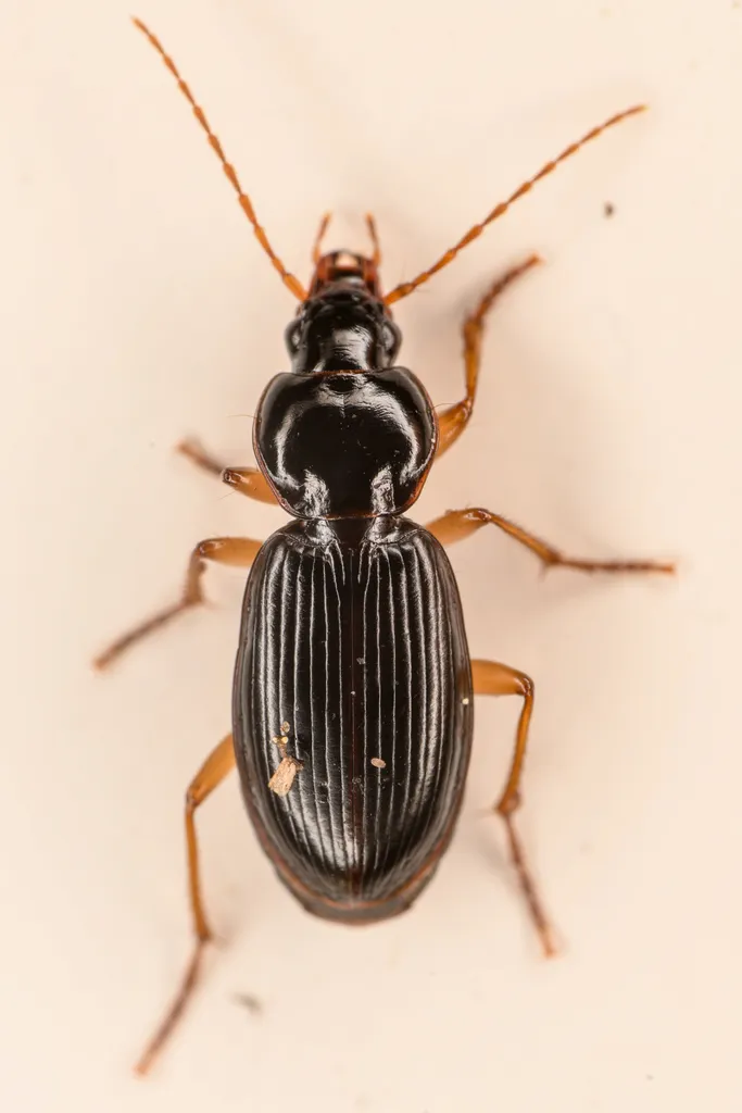 Synuchus impunctatus - photo 2