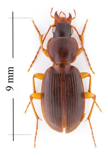 Synuchus impunctatus - photo 3