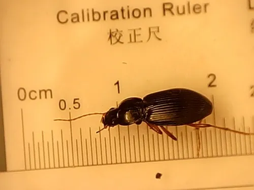 Synuchus impunctatus - photo 4
