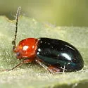 Syphrea flavicollis