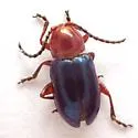 Syphrea flavicollis - photo 2