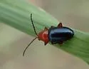 Syphrea flavicollis - photo 3