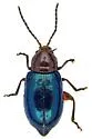 Syphrea flavicollis - photo 4