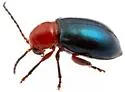 Syphrea flavicollis - photo 5