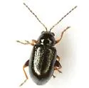 Syphrea nana - photo 2