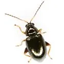 Syphrea nana - photo 3