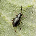 Syphrea nana - photo 4