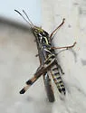Admirable Grasshopper - Syrbula admirabilis