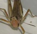 Admirable Grasshopper - photo 2