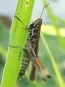 Admirable Grasshopper - photo 3