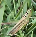 Admirable Grasshopper - photo 4
