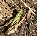 Admirable Grasshopper - photo 5