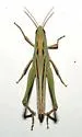 Montezuma's Grasshopper