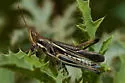 Montezuma's Grasshopper - photo 2