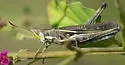 Montezuma's Grasshopper - photo 3