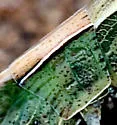 Montezuma's Grasshopper - photo 4