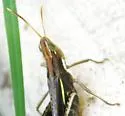 Montezuma's Grasshopper - photo 5