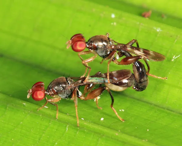 Syringogastridae - photo 3