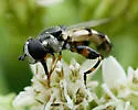Syritta flaviventris