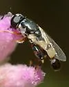Syritta flaviventris - photo 2