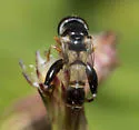 Syritta flaviventris - photo 3